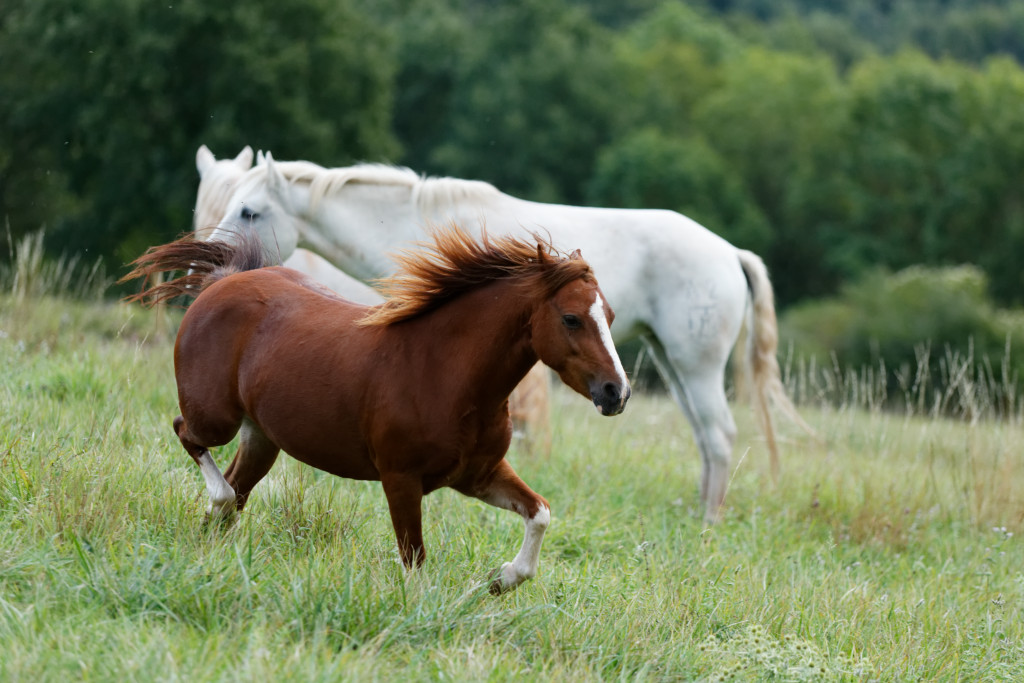 Nouvelle publication